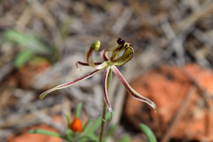 Caladenia barbarossa - Dragon Orchid - Orchid-dragon-latham-Sep-2018p0003.JPG